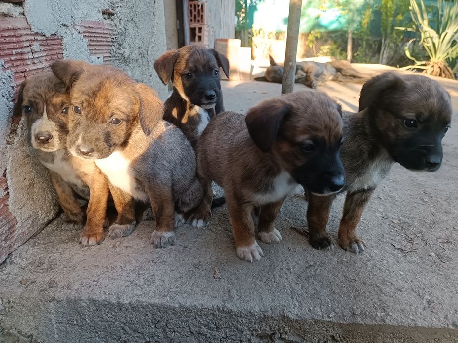 Подарявам кученца