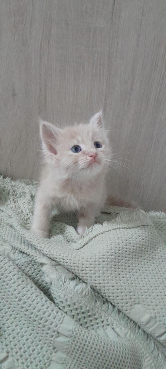 Глаза зелёные 1,5 месяца