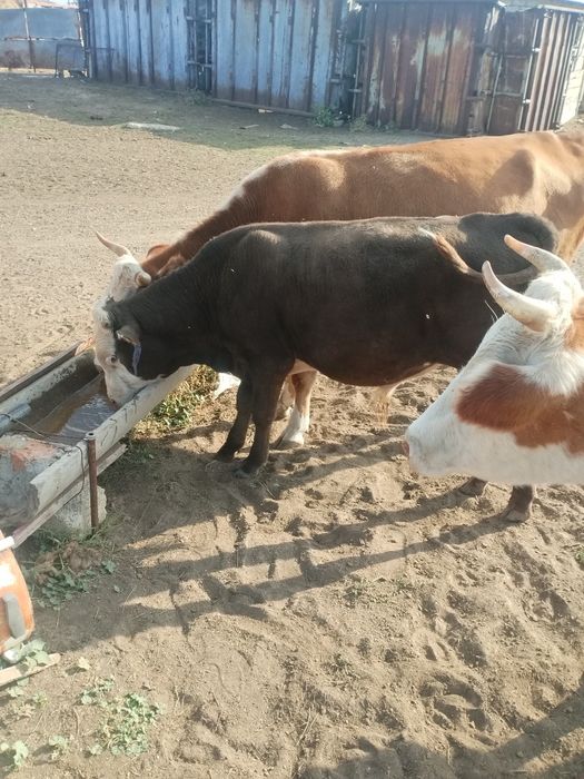 Еркек бузау сатылады
