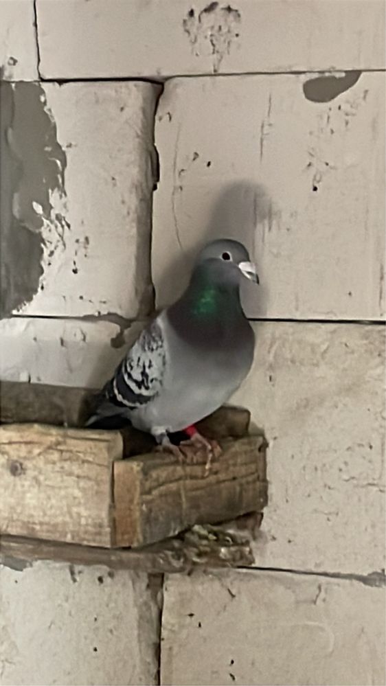 Porumbei voiajori maturi/puii