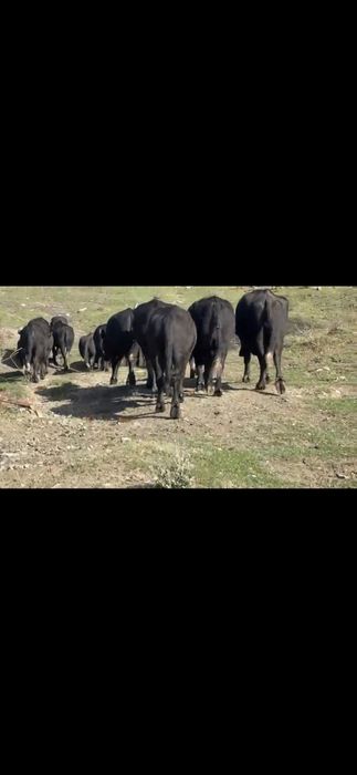 Bivoli masculi 1 an si 2 ani