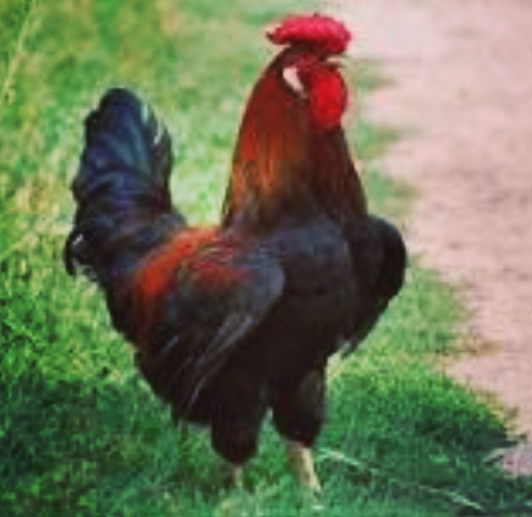 Чёрный петух чёрная курица красный петух чёрная курица  все виды есть