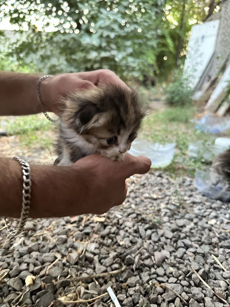 Котенок вислоухий