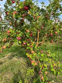 продается яблоневый сад
