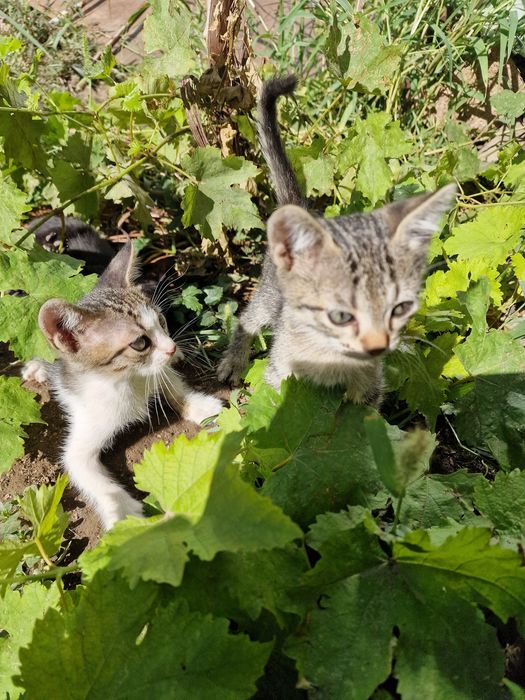 Pui de pisica pentru adopție
