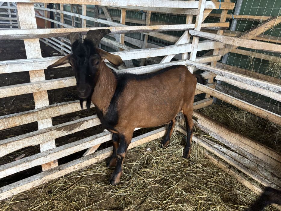 Țap de prăsilă, pentru monta