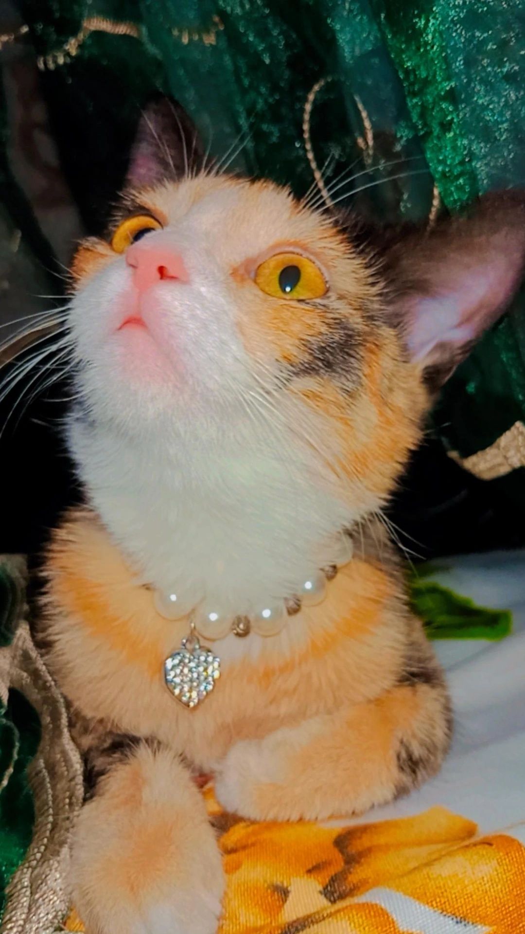 Котёночек ищет хозяина