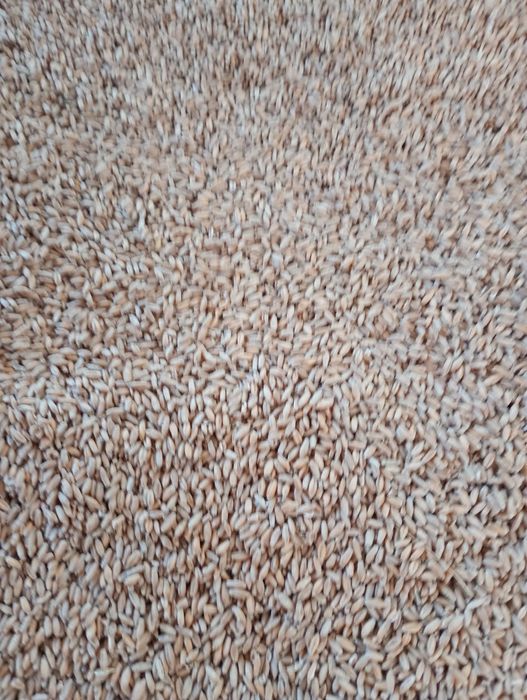 Vând Triticale 2025