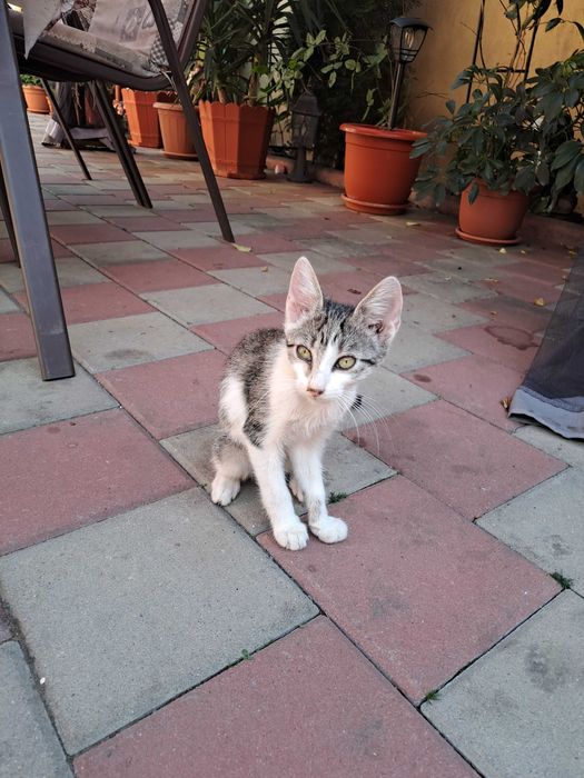 Ofer pentru adopție doua pisici