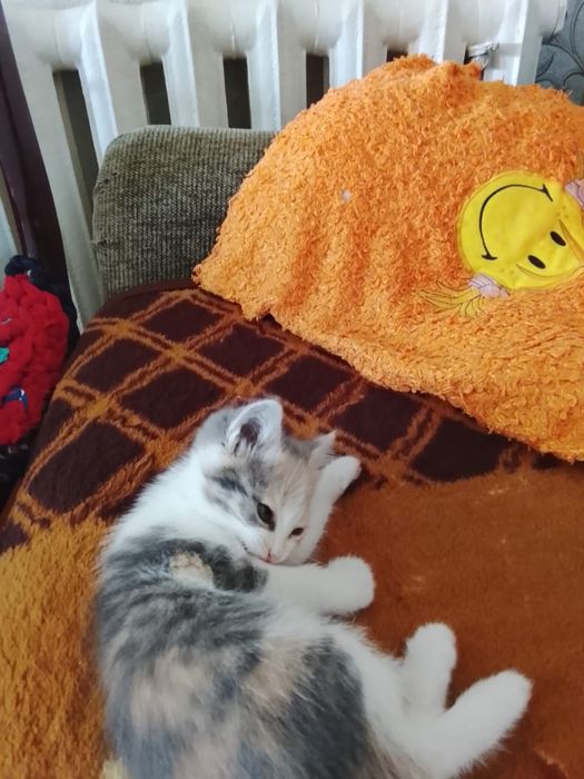 Котят в добрые руки