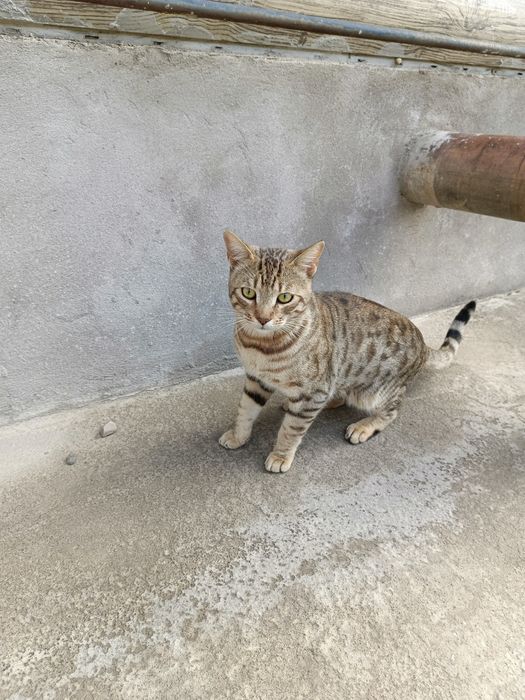 Отдам бенгальского кота.