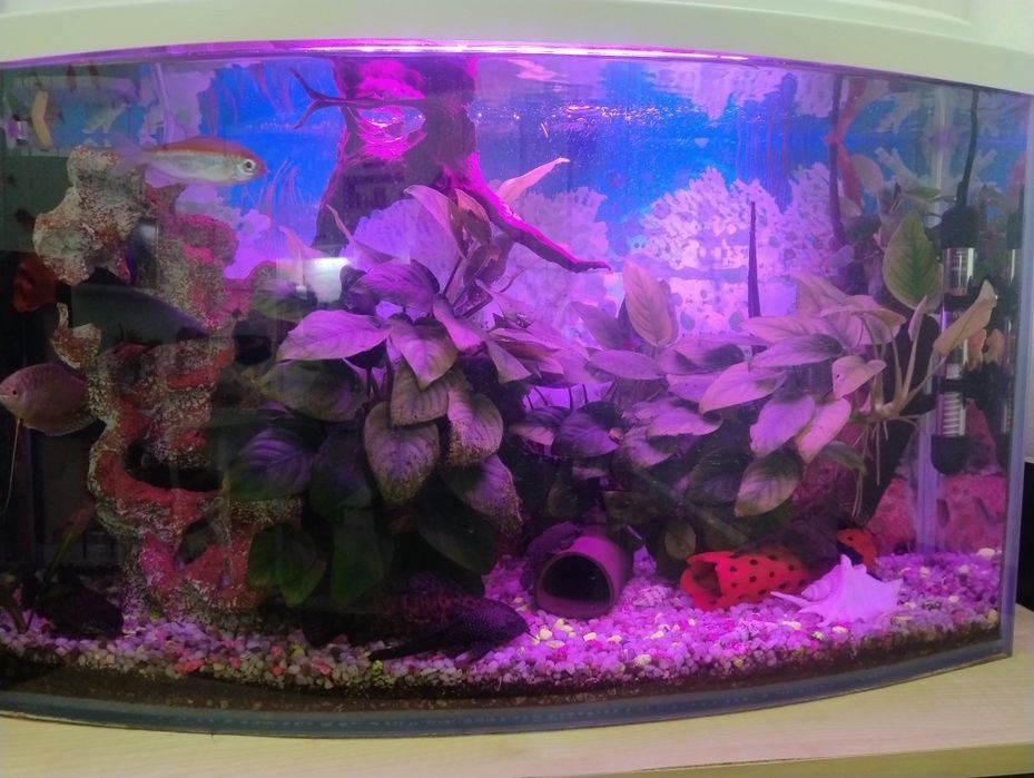 Действующий аквариум 60 литров