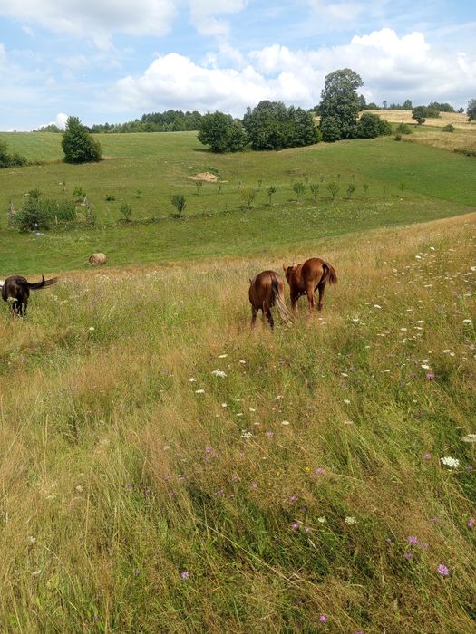 Cai pur sânge arab și cal de sporrt romanesc
