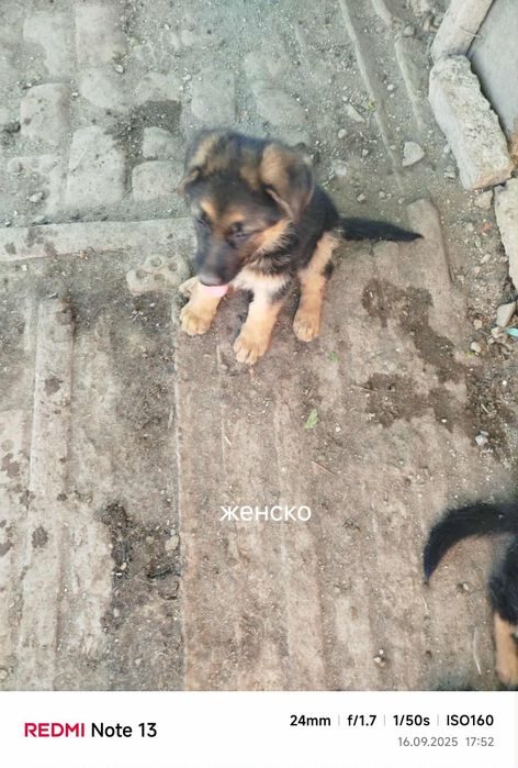 Немска овчарка на 2месеца