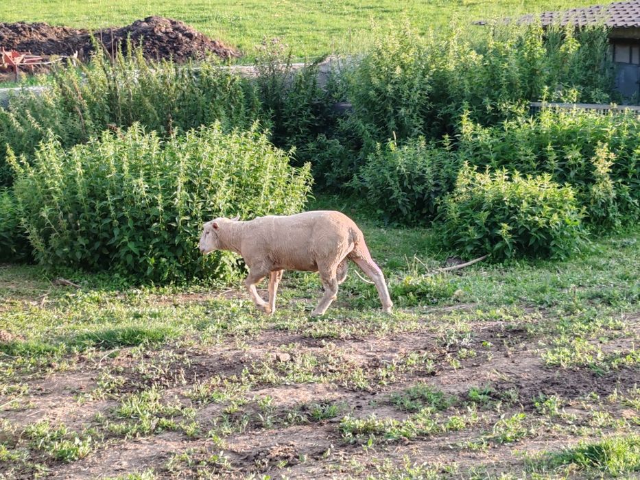 Vând berbeci rasa Texel