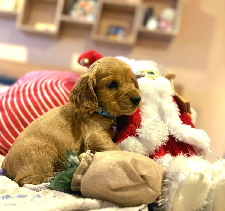 Кокер шпаньол кученца