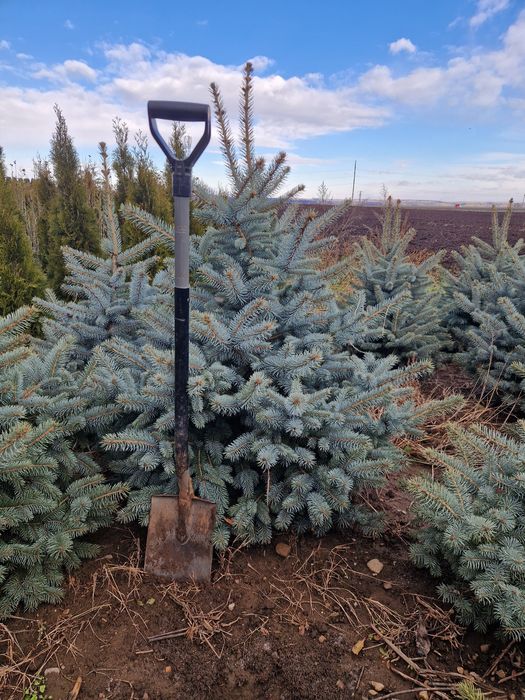 BRAD (Molid argintiu) producție proprie