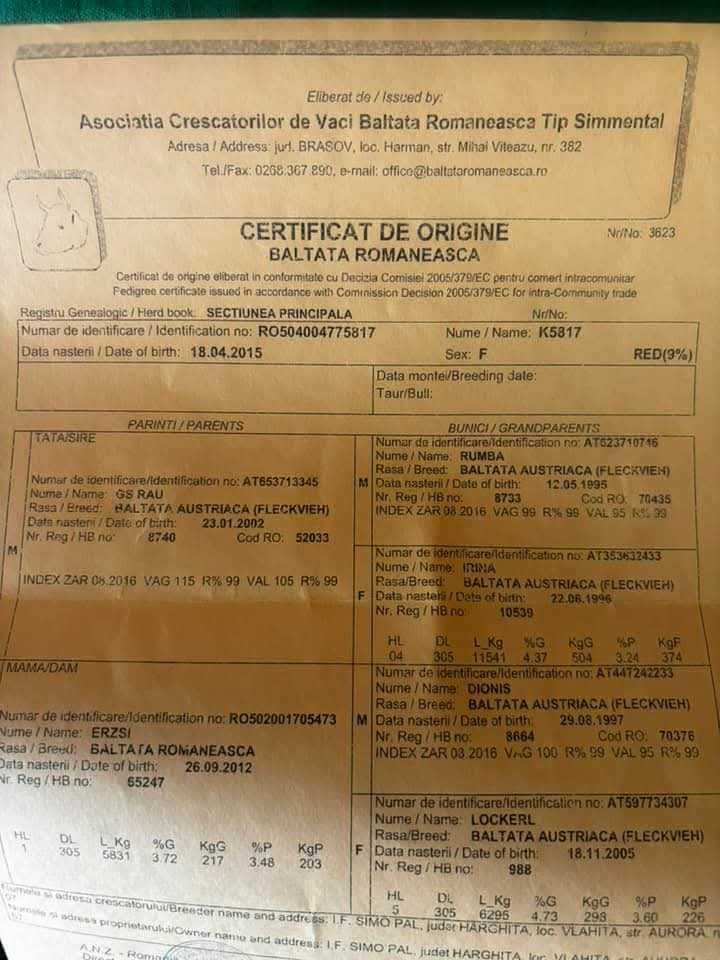 Vând viței si vițele bălțată românească, angus si belgian!