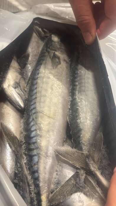 Скумбрия с/м оптом