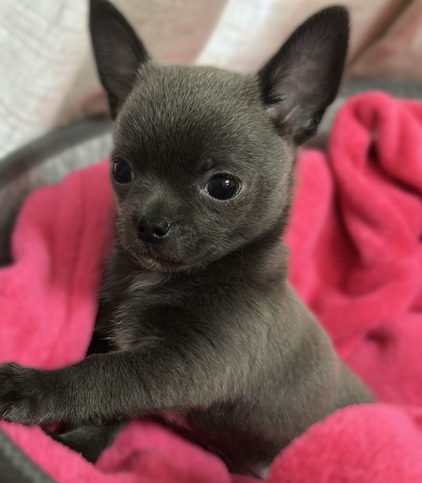 Продается Чихуахуа Мини