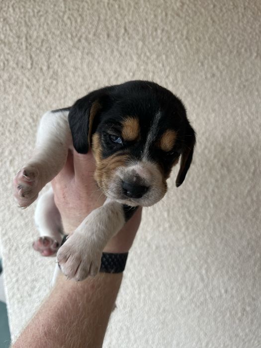 Продавам Куче порода бигъл