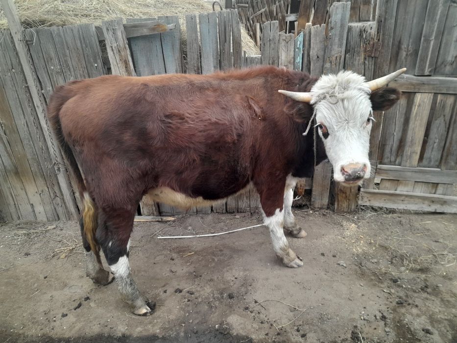 Айырбастаймыз ұрғашы құнажынға немесе бұзаулайтын сиырға