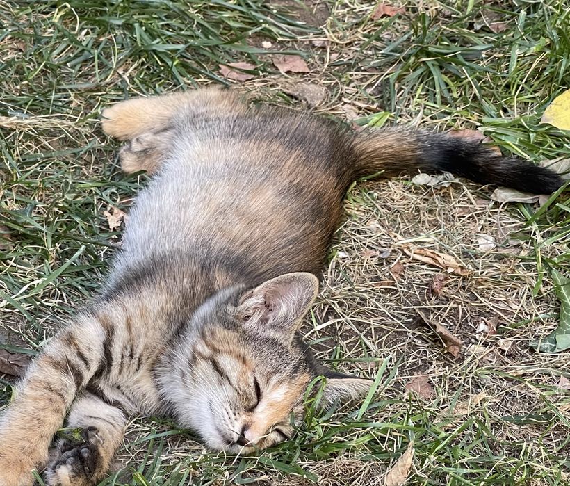 Отдам котят бесплатно в добрые руки (2 девочки)