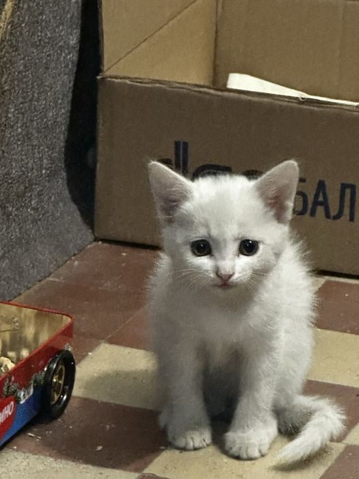 Отдам в добрые руки