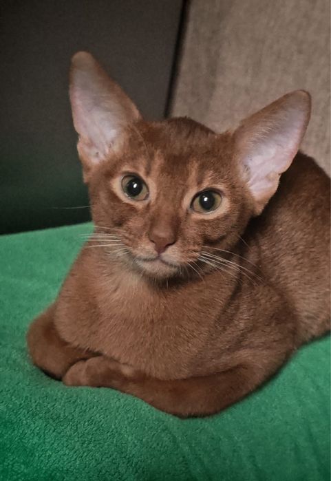 Абиссинский котенок - девочка абиссинской породы