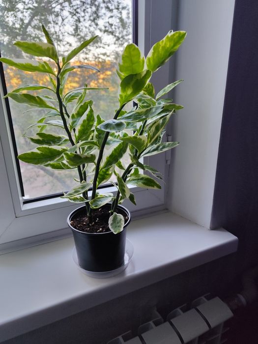 Продам комнатные цветы