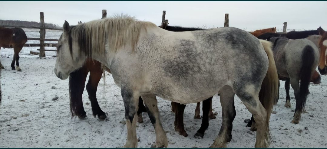 Продам кобылу с жеребёнком