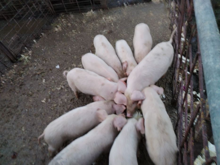 Продавам прасета