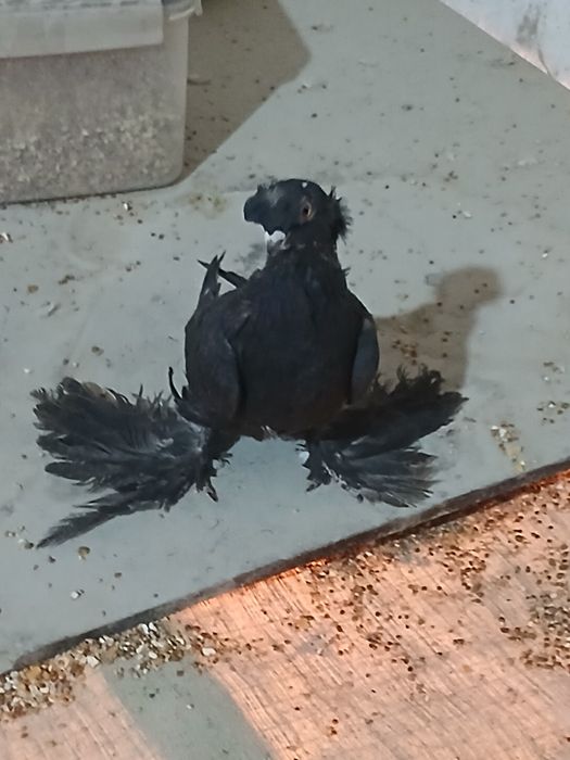 Сотилади ёш жужа