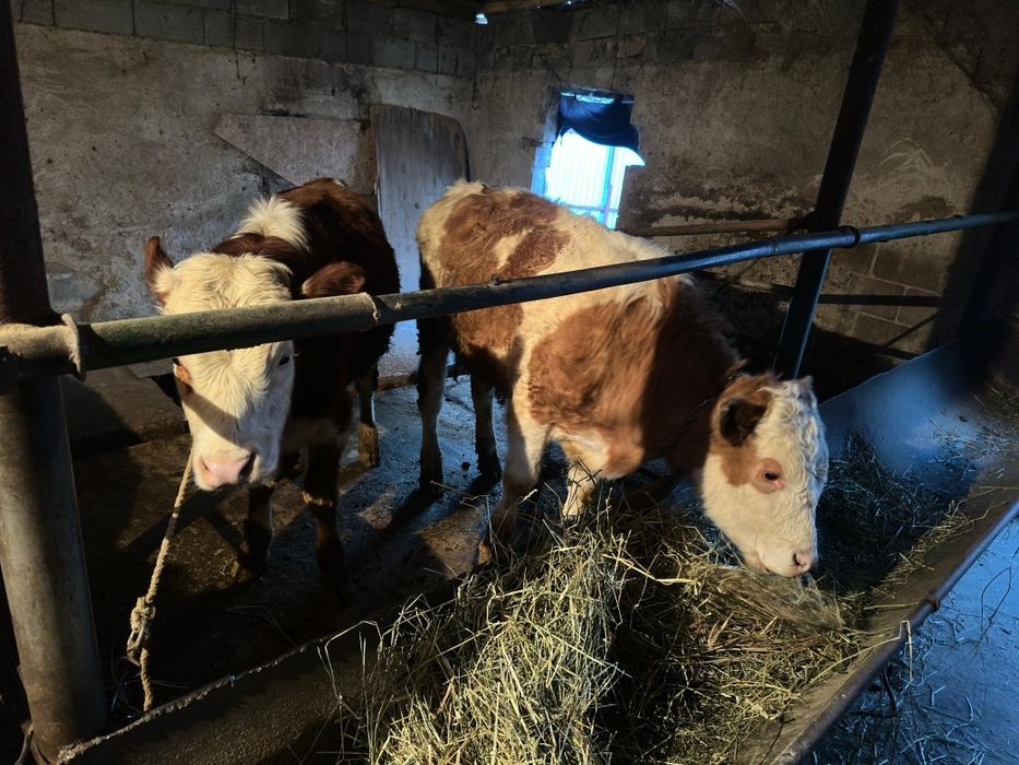 Продам быков хорошие здоровые по всем вопросам по телефону