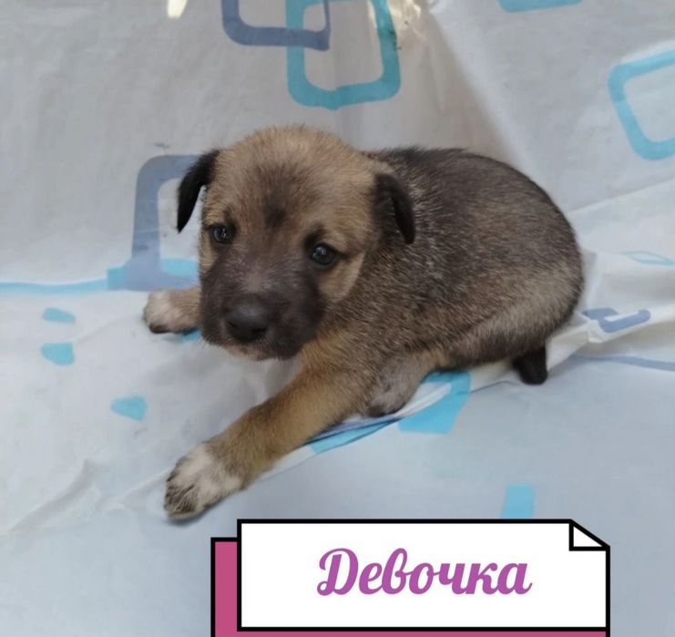 Срочно отдам щенят