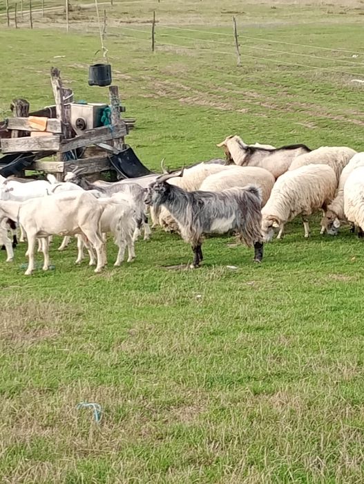 Țap de vânzare !!!