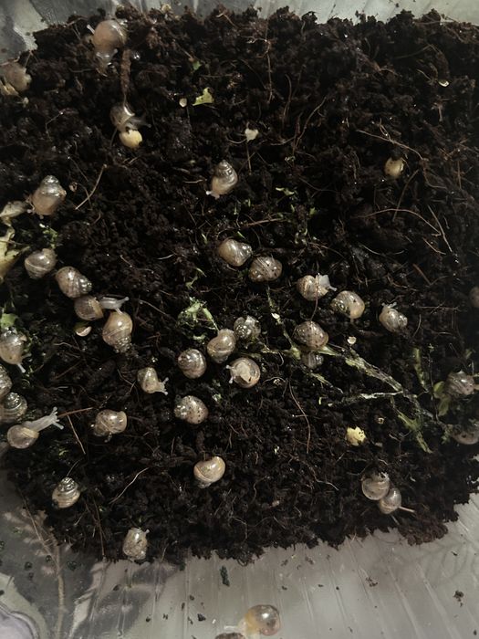 Срочно улитки ахатины