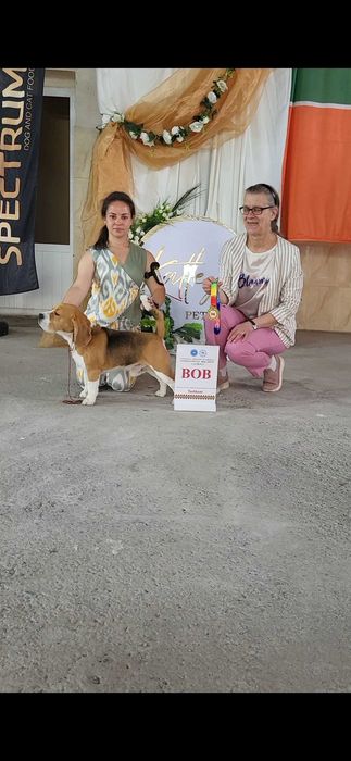 Кобель бигль на вязку