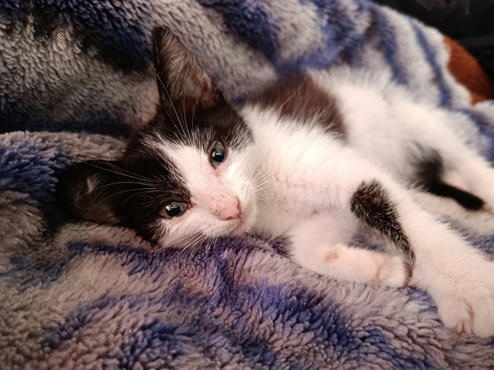 Котенка в добрые руки