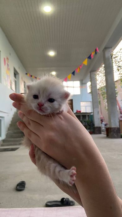 Котята Хайланд фолд продаётся