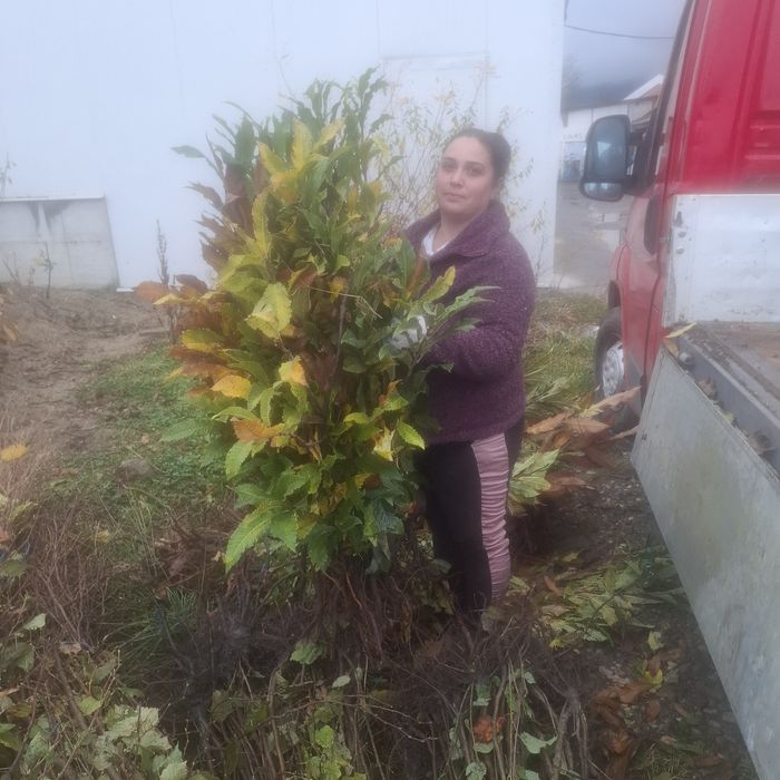 Aluni pe rod.Castan comestibil Trandafir dulceata.Paulownia.Afin.>RO