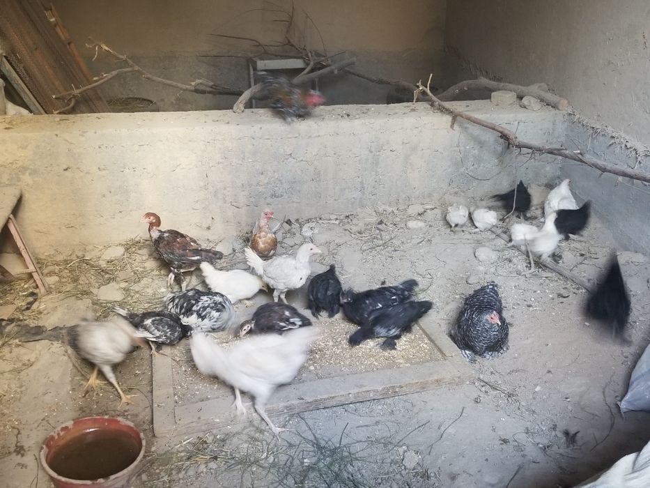 Yaponcha xarxili bor 70dan 100mingacha