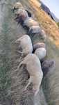 Vand sau schimb texel, suffolk,tigai