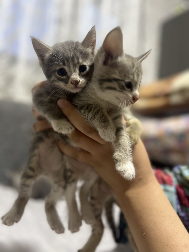 Отдам котят в хорошие руки.
