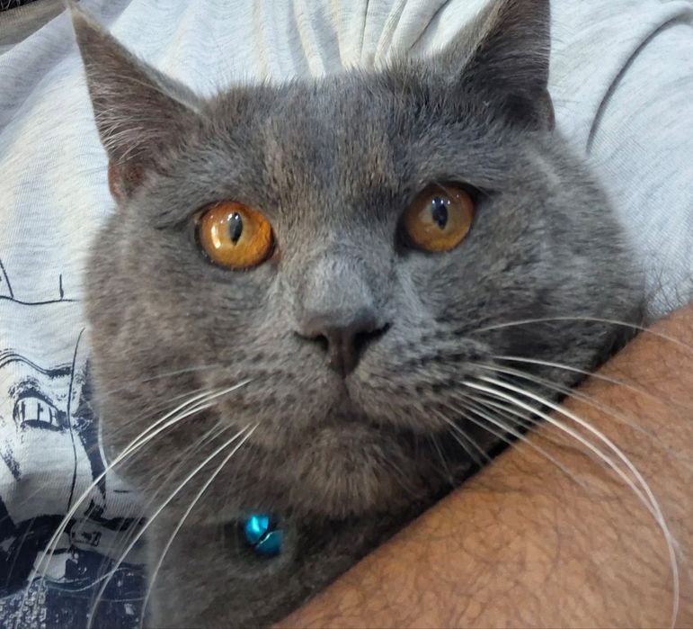 Британ киз мушукларни учрашувга таклиф килади .