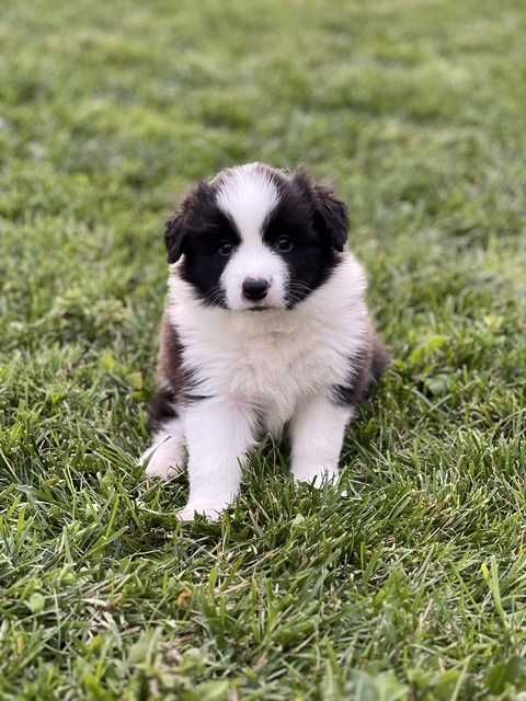 Femela de Boder Collie cu pedigree din parinti campioni