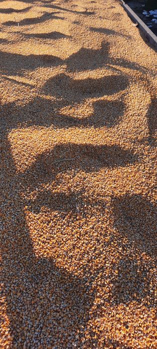 Vând porumb recolta 2025