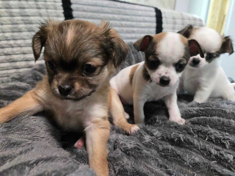 Продавам кученца чихуахуа