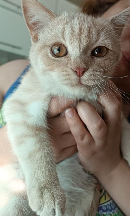 Котёнок британец кремового окраса