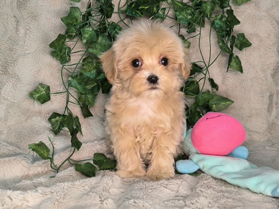 Vand baietel maltipoo toy - minitoy F1